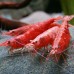 Вишневая креветка Red Cherry (Neocaridina  var. red) 1-1.5 см